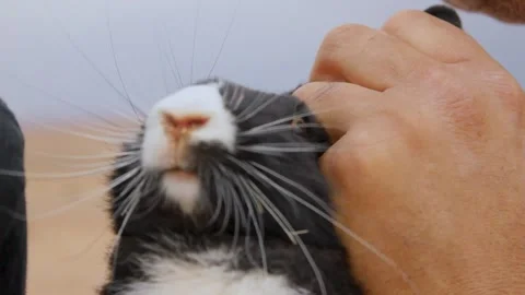 The moroccan sloughi Stock Footage 135595789