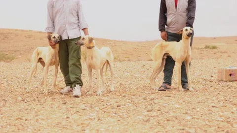 The moroccan sloughi Stock Footage 135595799