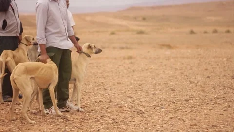 The moroccan sloughi Stock Footage 135595884