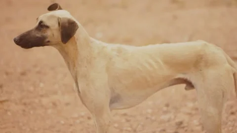 The moroccan sloughi Stock Footage 135595938