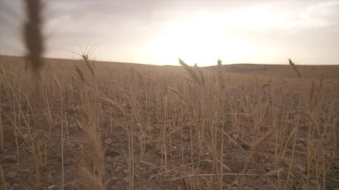 Moroccan Wheat Stock Footage 76967714