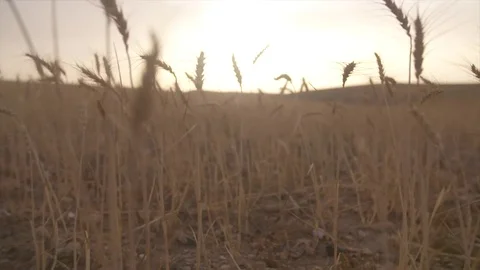 Moroccan Wheat Grass Stock Footage 76967747
