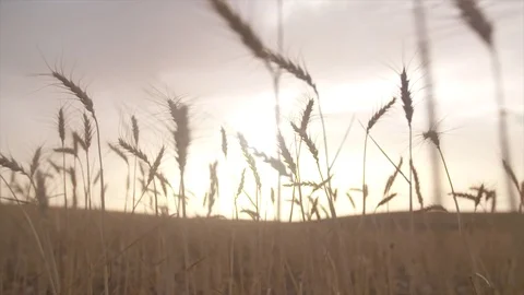 Moroccan Wheat in the Sahara Stock Footage 76967739