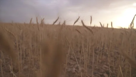 Moroccan Wheat Slow Motion Stock Footage 76967756