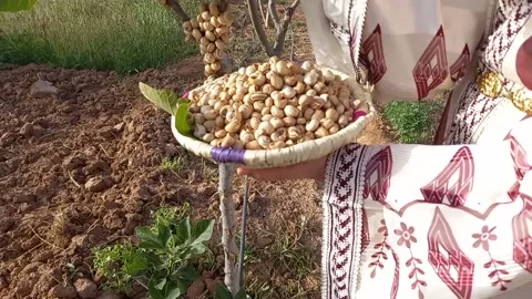 Moroccan woman collecting snails Stock Footage