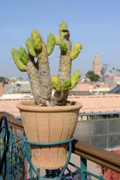 Morocco cactus Stock Photos