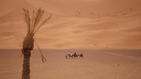 Morocco Camel Desert Video stock 88637119