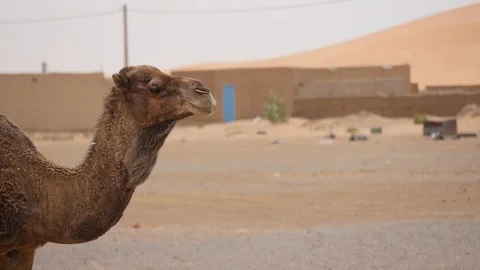 Morocco Camel Desert Video stock 88637155