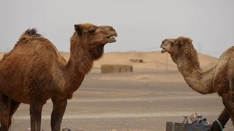 Morocco Camel Desert Video stock 88637160
