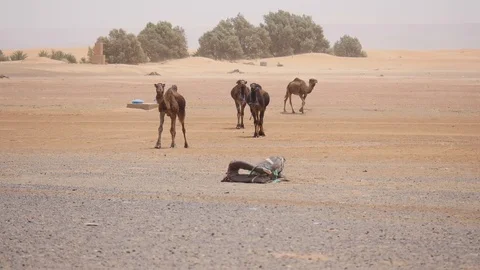 Morocco Camel Desert Video stock 88637171