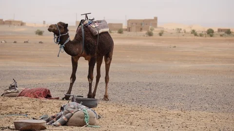 Morocco Camel Desert Video stock 88637214