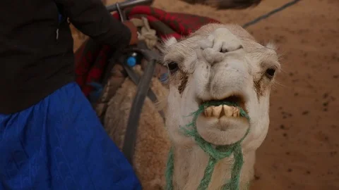 Morocco Camel Desert Stock Footage 88637269