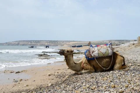 Morocco camel Stock Photos
