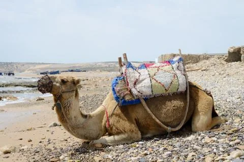 Morocco camel resting Stock Photos