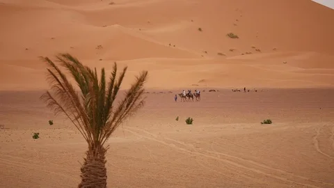 Morocco Camel Trip Video stock 88637068
