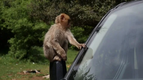 Morocco Funny Monkey Video stock 88636881