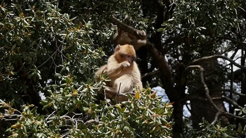 Morocco Funny Monkeys Video stock 88636880