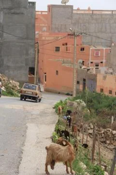 Morocco goat Stock Photos