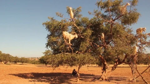 Morocco Goats on Trees 動画素材 93043781