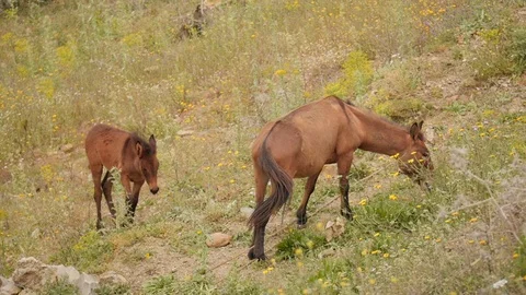 Morocco Horse Video stock 88636684