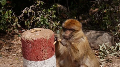 Morocco Monkey Video stock 88636824