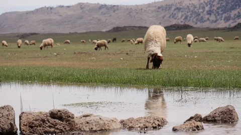 Morocco Sheep Eating Video stock 88636931