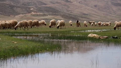 Morocco Sheep Video stock 88636832