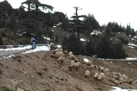 Morocco Shepherd &amp; sheep Stock Footage 465679