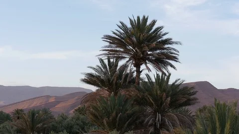 Morocco Tree Desert Video stock 88637306