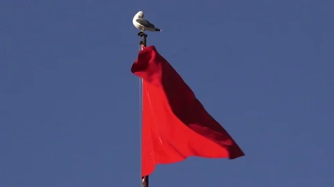 Morocco's flag with bird medium shot Stockbeeldmateriaal 96114457
