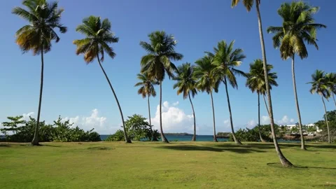 Moron beach palms ocean 14 Stock-Footage 326465631