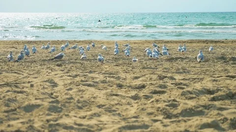 Moron guy accelerates a flock of seagulls on a sandy beach by the sea Vidéo 116135137