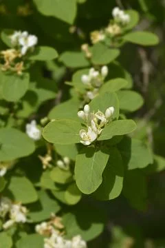 Morows honeysuckle Stock Photos