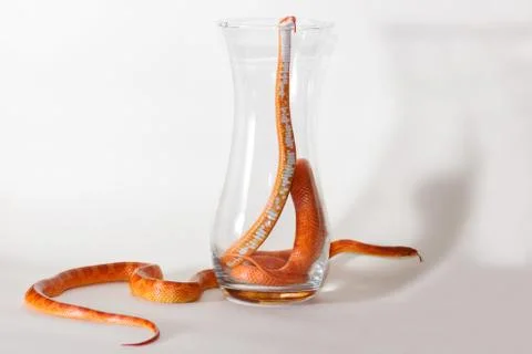 Morph corn snakes Stock Photos