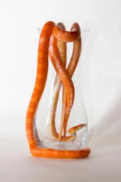 Morph corn snakes Stock Photos