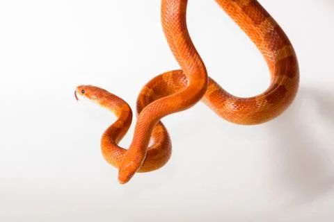 Morph corn snakes Stock Photos
