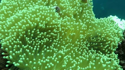 Morph the skunk clownfish sheltering in a giant carpet anemone Bali Stock Footage