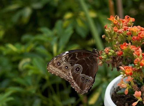 Morphidae monarch butterfly pollinates flowers on a summer day, soft background Stock Photos