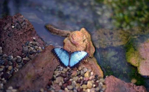 Morphinae butterfly Foto stock