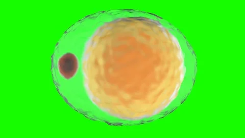 A morphing Adipocyte aka fat cell on a green screen background Video stock 127580047
