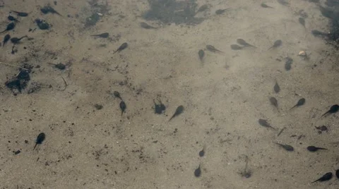Morphing frog tadpoles Stock Footage 63933378
