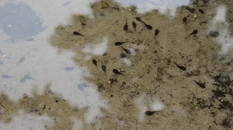 Morphing frog tadpoles under reflection Stock Footage 63933371