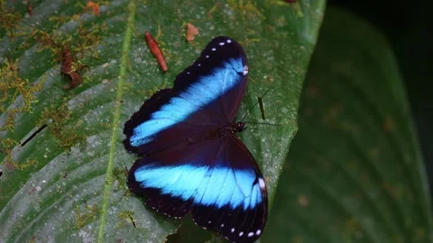 Morpho achillides butterfly on leaf in Mindo butterfly farm, Ecuador Stock Footage 278326954