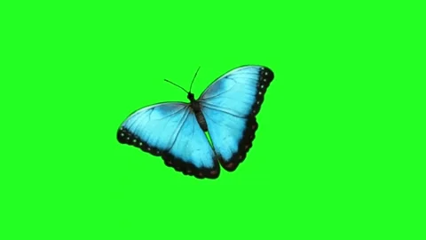 Morpho Blue Butterfly Flying Motion Graphics Green Screen Key Stock Footage 341588139