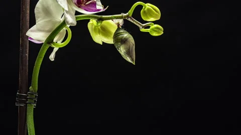 Morpho butterflies are born from pupa to imago, time lapse, 4k video, on black Stock Footage 142723398
