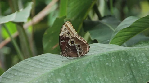 Morpho Butterfly 1 Stock Footage 59700091
