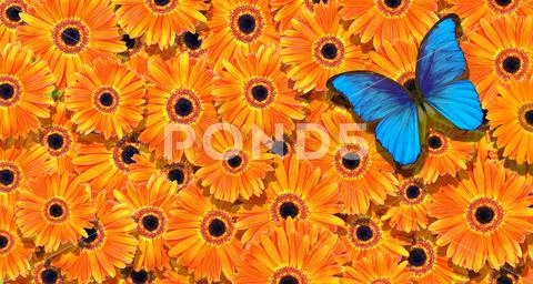 Morpho butterfly and bright orange gerberas texture background. Stock Photos