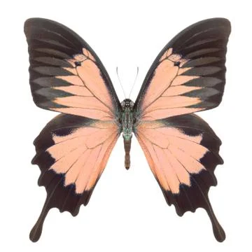 Morpho butterfly isolated on a white background Stock Photos