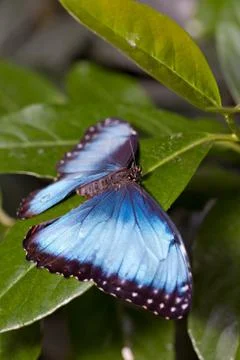 Morpho butterfly Foto stock