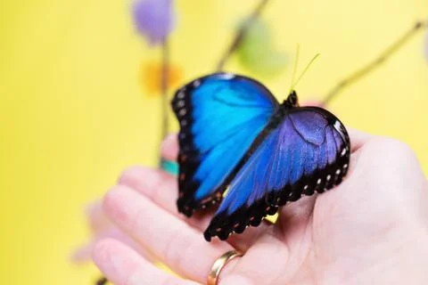 Morpho butterfly Фото